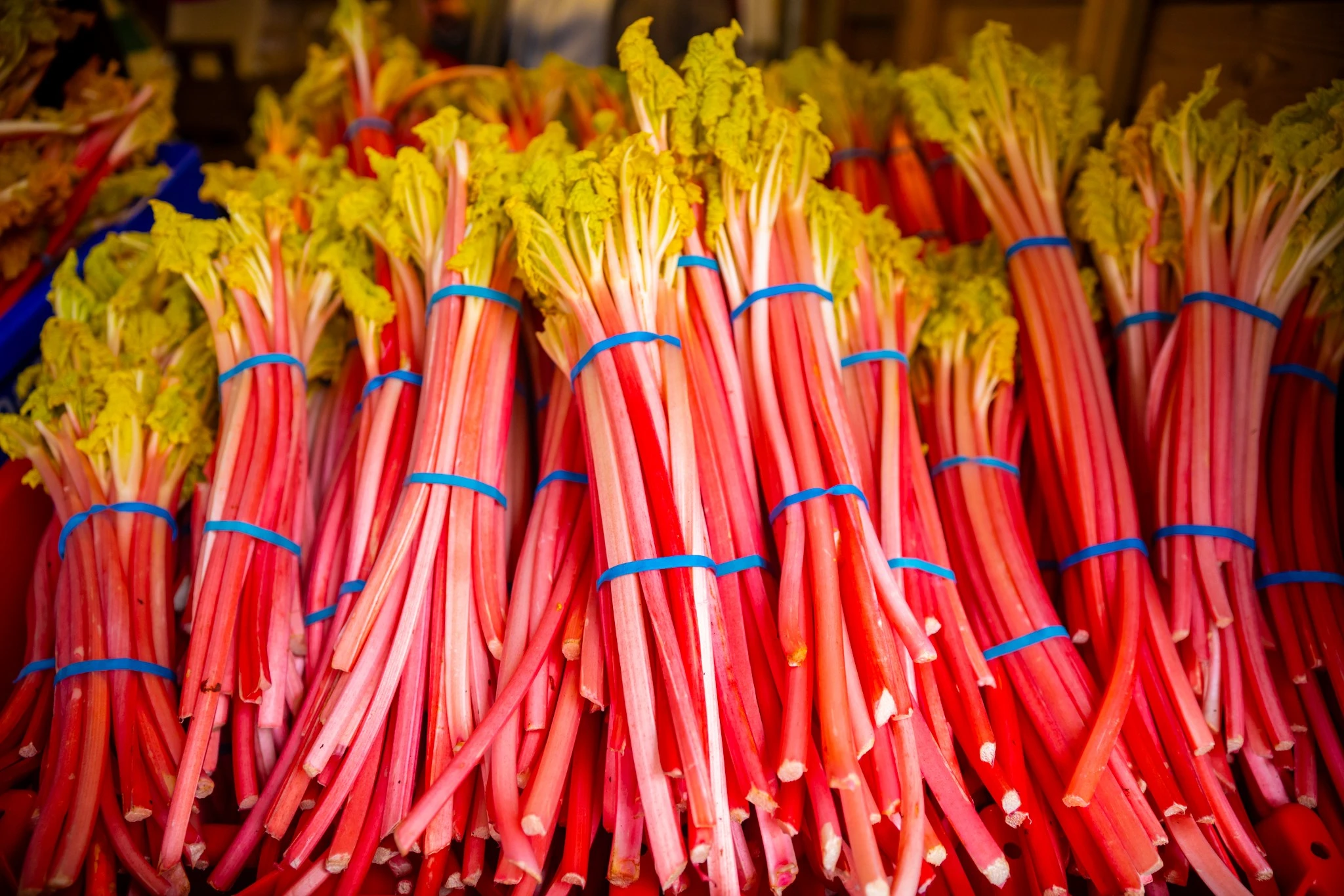 Rhubarb Festival